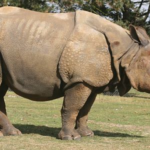 Indian rhinoceros; Whipsnade; 26th September 2009