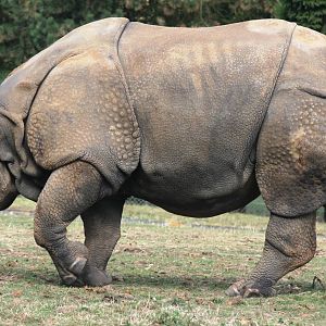 Indian rhinoceros; Whipsnade; 26th September 2009