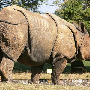 Indian rhinoceros; Whipsnade; 26th September 2009