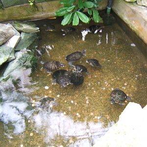 Red-eared Terrapin enclosure
