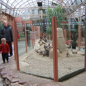 View of Meerkat enclosure