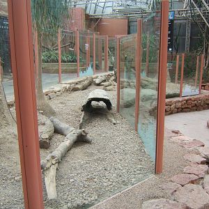 View of Meerkat enclosure