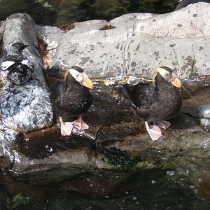 Tufted Puffin`s