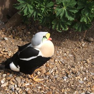 King Eider