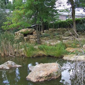 Klipspringer exhibit