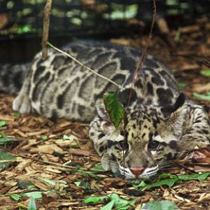 clouded leopard cub