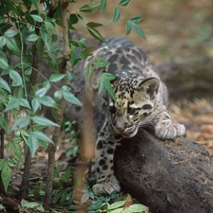 clouded leopard cub