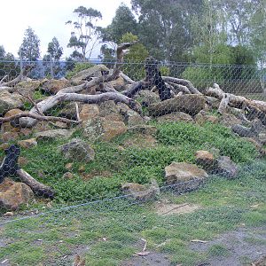 Yellow-footed Rock Wallaby Exhibit - September, 2009