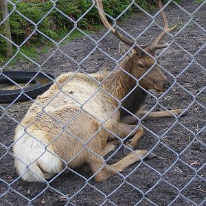 Elk - September, 2009