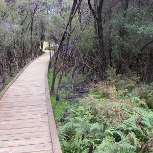 Wetland Boardwalk - September, 2009