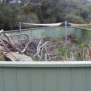 Tasmanian Devil Exhibit - September, 2009