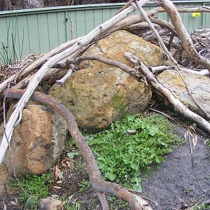Tasmanian Devil Exhibit - September, 2009