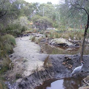 The Wetlands Exhibit - September, 2009