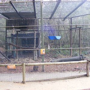 Black-capped Capuchin Exhibit - September, 2009