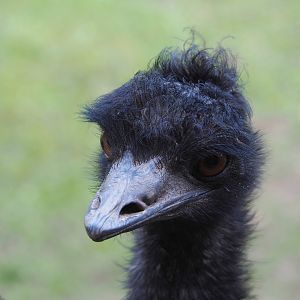 Emu (Dromaius novaehollandiae), 2022-07-03