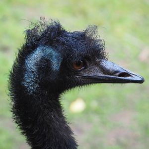 Emu (Dromaius novaehollandiae), 2022-07-03