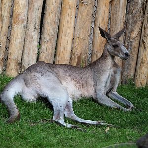 Eastern grey kangaroo (Macropus giganteus), 2022-07-03