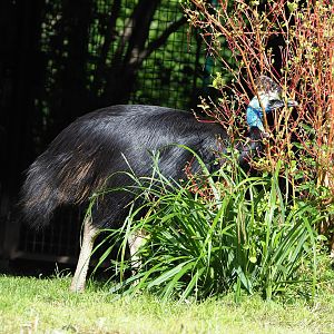 Double-wattled cassowary (Casuarius casuarius), 2022-07-03