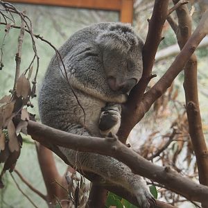 Koala (Phascolarctos cinereus), 2022-07-03