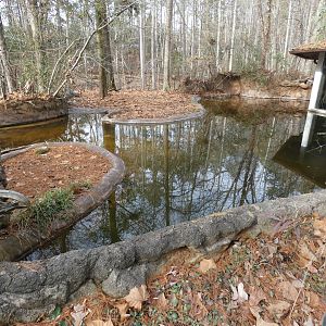 American Alligator exhibit 3 (view from path)
