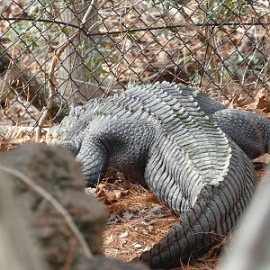 American Alligator