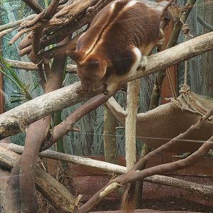 Goodfellow's tree kangaroo (Dendrolagus goodfellowi buergersi), 2022-07-03