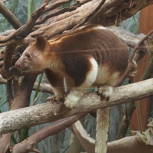 Goodfellow's tree kangaroo (Dendrolagus goodfellowi buergersi), 2022-07-03