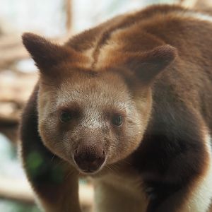 Goodfellow's tree kangaroo (Dendrolagus goodfellowi buergersi), 2022-07-03