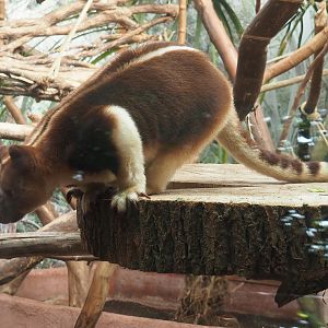 Goodfellow's tree kangaroo (Dendrolagus goodfellowi buergersi), 2022-07-03