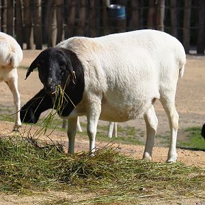 Somali sheep (Ovis aries), 2022-07-03