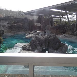 Harbor Seal exhibit