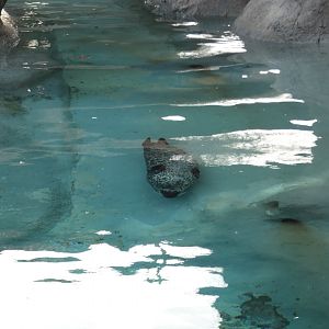 Harbor Seal