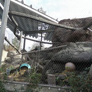 North American Porcupine exhibit