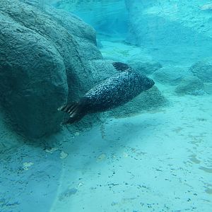 Harbor Seal