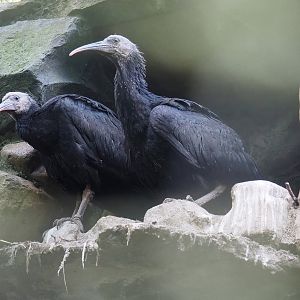 Juvenile Waldrapps (Geronticus eremita), 2022-07-03