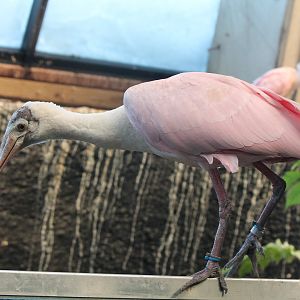 Roseate Spoonbill