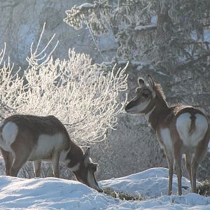 Pronghorn