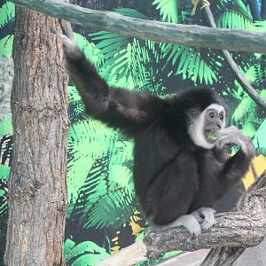 White-handed Gibbon
