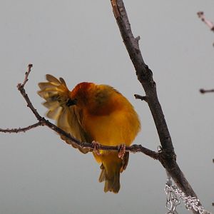 Taveta Golden Weaver