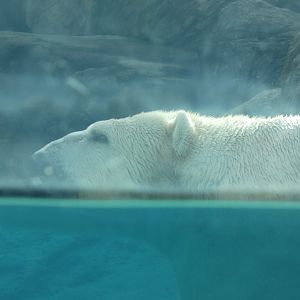 Polar Bear at the North Carolina Zoo