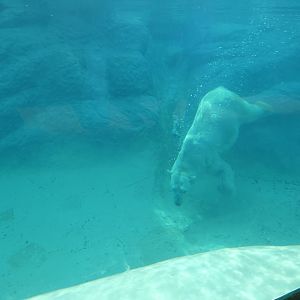 Polar Bear swimming at the North Carolina Zoo