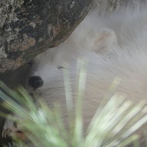 Arctic Fox at the North Carolina Zoo