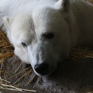 Polar Bear at the North Carolina Zoo
