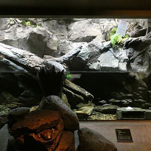 Hellbender exhibit