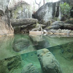 NA River Otter exhibit 1