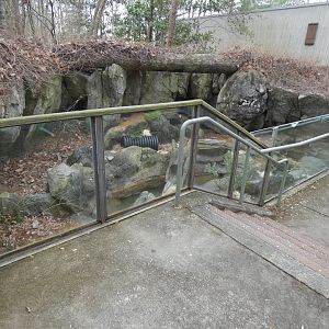 NA River Otter exhibit 2