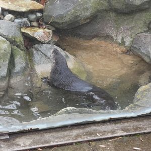 North American River Otter