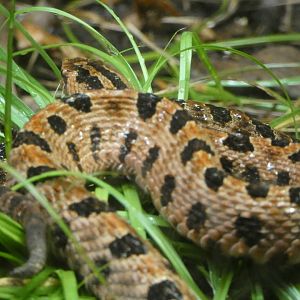 Carolina Pygmy Rattlesnake