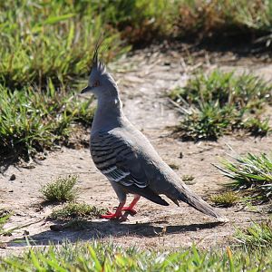 Crested Pigeon