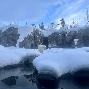 Polar Bear Exhibit